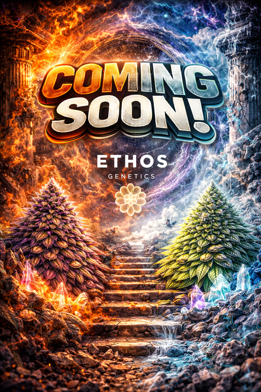 Pluto Cut RF3 Auto Feminised Seeds – Ethos Genetics – Ethos Genetics cannabis seeds (coming soon)
