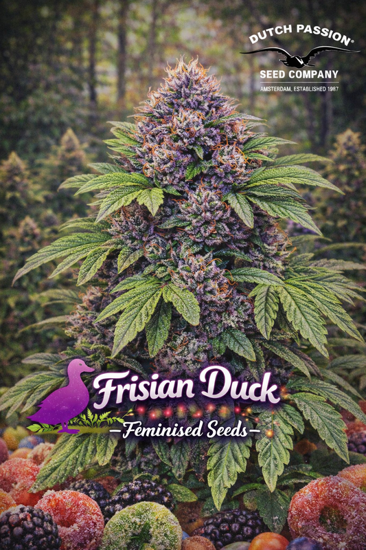 High-detail promotional artwork of Frisian Duck Feminised Seeds by Dutch Passion, showcasing a uniquely shaped cannabis plant with the characteristic “duck-foot” leaf pattern, bold strain typography, and the Dutch Passion logo. No cultivation imagery shown.