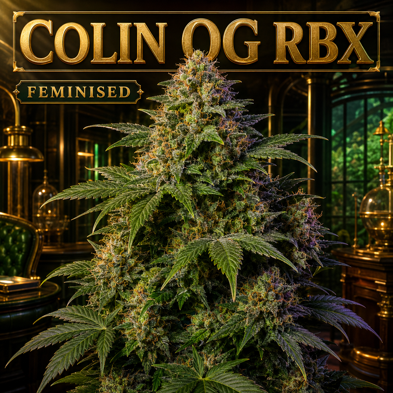 A large, feminized cannabis plant with dense green foliage and purple-brown trichome accents, set against a dark, ornate interior with gold-toned furniture and a prominent gold sign reading 'COLIN OG RBX' and 'FEMINISED'.