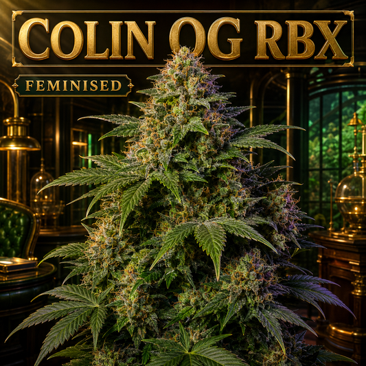 A large, feminized cannabis plant with dense green foliage and purple-brown trichome accents, set against a dark, ornate interior with gold-toned furniture and a prominent gold sign reading 'COLIN OG RBX' and 'FEMINISED'.
