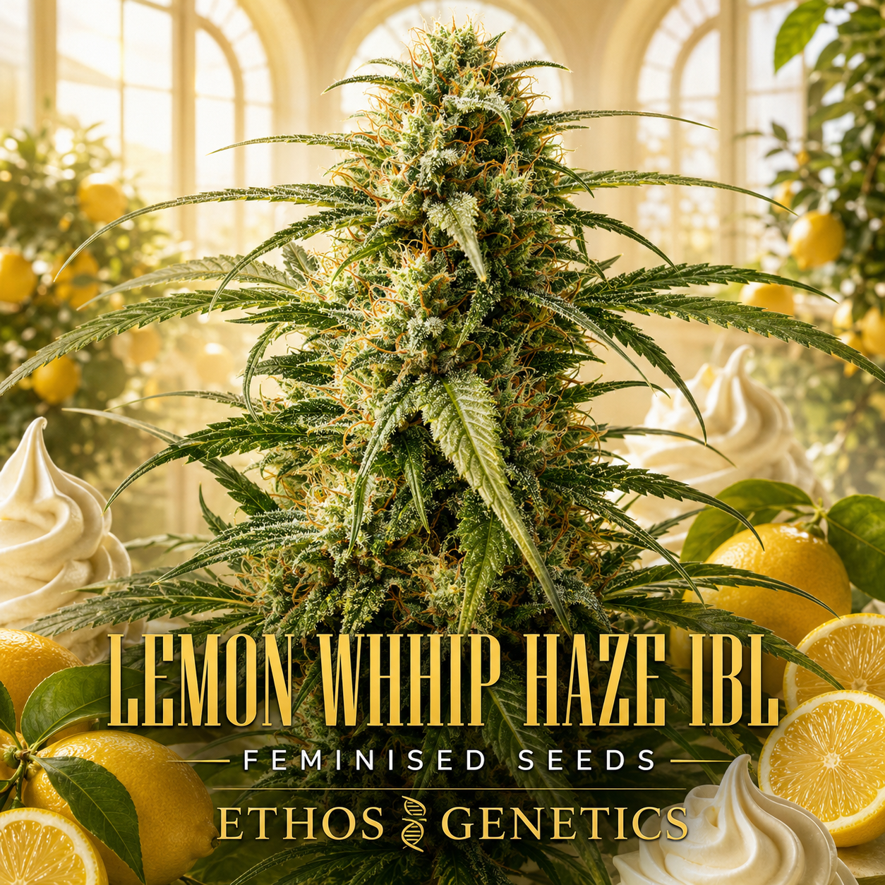 A large cannabis bud centered in a bright, lemon-themed greenhouse scene, with lemons, mint leaves, whipped cream swirls, and bold text reading 'LEMON WHIP HAZE IBL', 'FEMINISED SEEDS', and 'ETHOS GENETICS'.