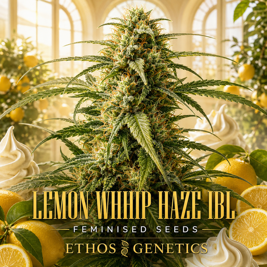 A large cannabis bud centered in a bright, lemon-themed greenhouse scene, with lemons, mint leaves, whipped cream swirls, and bold text reading 'LEMON WHIP HAZE IBL', 'FEMINISED SEEDS', and 'ETHOS GENETICS'.