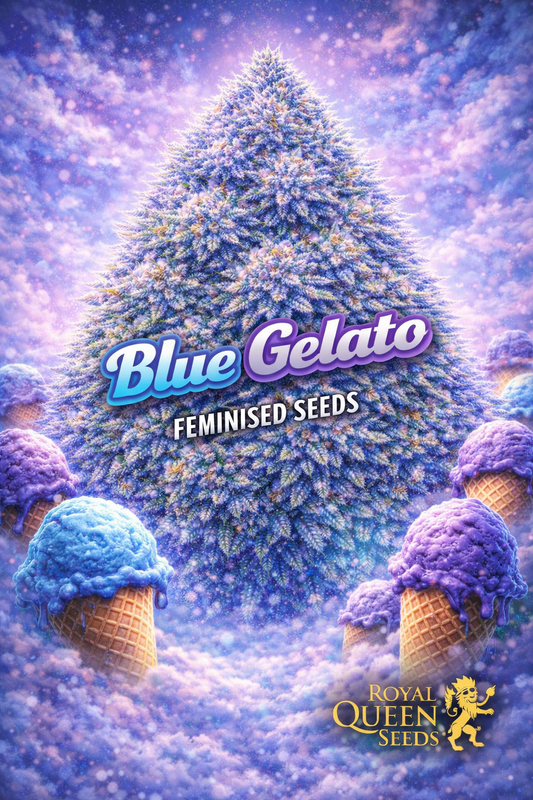 blue gelato feminised seeds image — hyper-realistic frosty cannabis plant with rich blue-purple and green buds, cool icy blue background with soft haze, subtle dessert-gelato theme using blue colour tones only, bold blue gelato text, royal queen seeds logo, uk-compliant promotional artwork for laughing leaf seeds