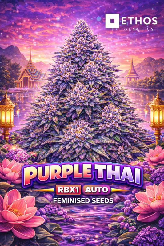Promotional artwork for Purple Thai RBX1 Auto Feminised Seeds by Ethos Genetics, featuring a uniquely shaped cannabis plant silhouette with frosty purple tones set in a stylised Thai-inspired scene with temples, lotus flowers and lanterns, against a glowing sunset sky, with bold strain text and the Ethos Genetics logo displayed.