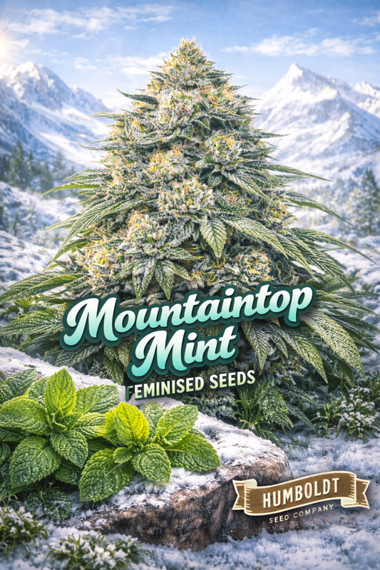 mountaintop mint feminised seeds image — hyper-realistic frosty cannabis plant with dense icy buds, snowy mountain landscape in background, fresh mint plants resting on snow-covered rock, cool blue colour palette, bold mint-themed strain name text, humboldt seed co logo, uk-compliant promotional artwork for laughing leaf seeds