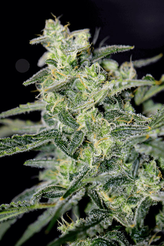 Mephisto Genetics Hubbabubbahaze Auto Feminised Seeds seed packaging