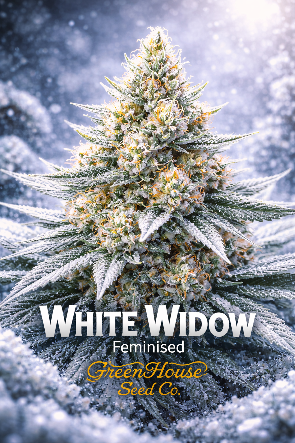 White Widow feminised cannabis plant by Greenhouse Seed Co., shown from a slightly elevated angle with dense frosty buds and heavy white trichome coverage against an icy background, presented as a UK collectable seed image.