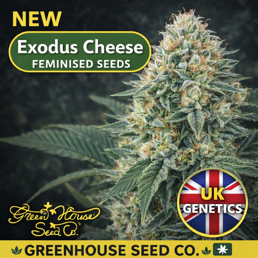 Product image of Exodus Cheese Feminised Seeds by Greenhouse Seed Co., showing a dense, frosty cannabis flower with green tones and orange pistils against a dark background, with strain name, UK genetics badge, and breeder branding visible.