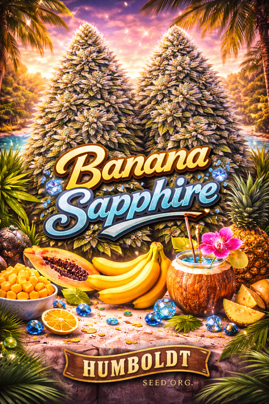 Hyper-realistic promotional artwork for Banana Sapphire Feminised Seeds by Humboldt Seed Org., featuring two dense frosty cannabis plants in a tropical beach setting at sunset, surrounded by bananas, papaya, mango cubes, a coconut cocktail with a flower garnish, pineapples, scattered blue sapphire gems, bold strain text, and the Humboldt Seed Org. logo on a wooden plank.