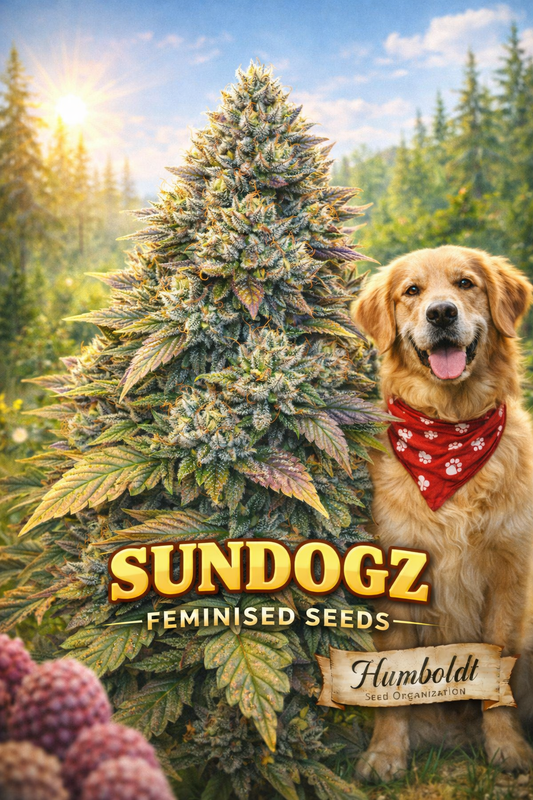 “Hyper-realistic SundogZ cannabis plant artwork with dense frosty buds in a bright summer forest setting, featuring a happy golden retriever wearing a red bandana beside the plant, with ‘SundogZ Feminised Seeds’ text and Humboldt Seed Organization logo at bottom