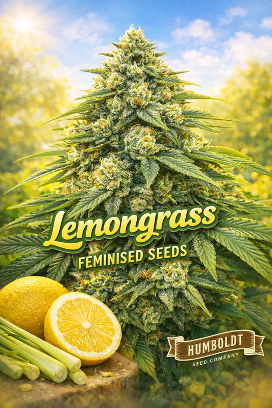 lemongrass feminised seeds image — bright citrus-themed promotional artwork showing a hyper-realistic frosty cannabis plant with long narrow green leaves, dense yellow-green buds, fresh lemons and lemongrass props, sunny outdoor background, bold lemongrass text, humboldt seed co logo, uk-compliant product image for laughing leaf seeds