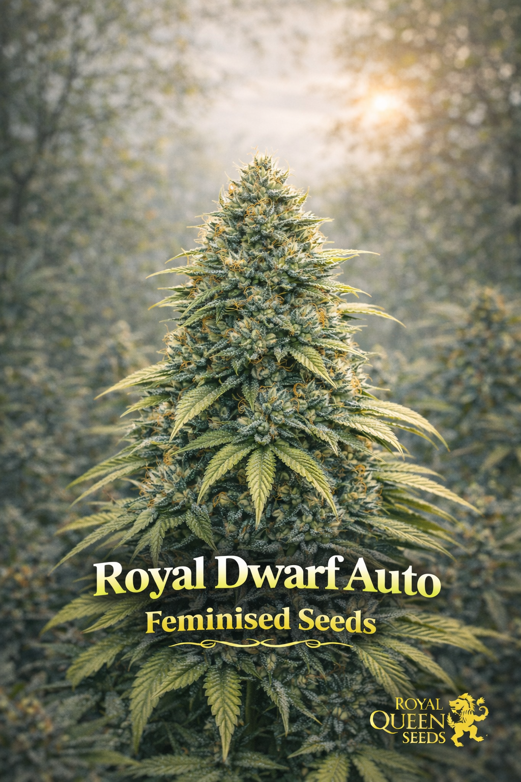 Royal Dwarf Auto Feminised cannabis plant with frosty compact buds in soft sunlight, set against a blurred natural background with strain name and Royal Queen Seeds logo.