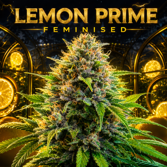 A large, highly detailed cannabis bud labeled 'LEMON PRIME FEMINISED' in bold gold text at the top, set against a dark background with glowing yellow citrus and circular light elements.