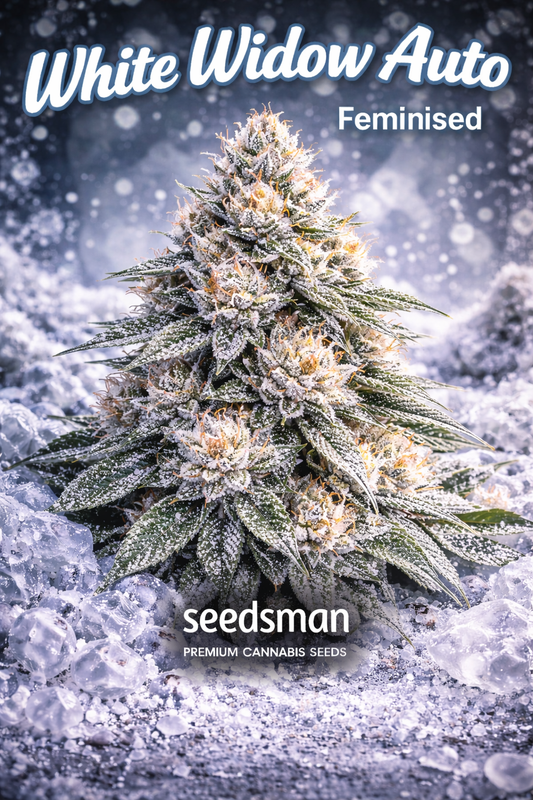Hyper-realistic White Widow Auto Feminised cannabis plant with dense frost-covered buds, bright orange pistils, icy snow and crystal elements, and “White Widow Auto – Feminised – Seedsman” branding in a cool, winter-themed layout.