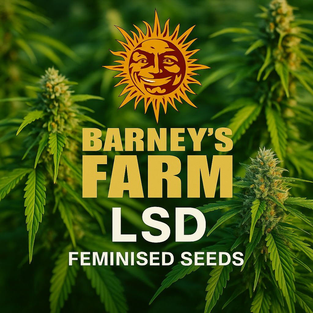 LSD Feminised cannabis seeds 5 pack by Barney’s Farm with branded display image for UK collectors.