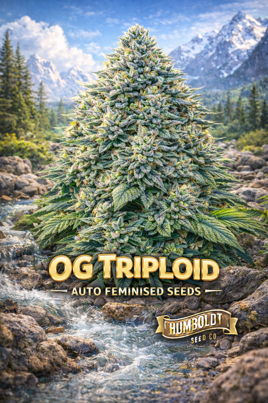 OG Triploid Auto Feminised Seeds by Humboldt Seed Co – hyper-realistic icy green cannabis plant with thick frosty buds and orange pistils, positioned beside a clear flowing mountain stream with snow-capped peaks in the background; bold OG TRIPLOID text at the bottom with the Humboldt Seed Co logo underneath