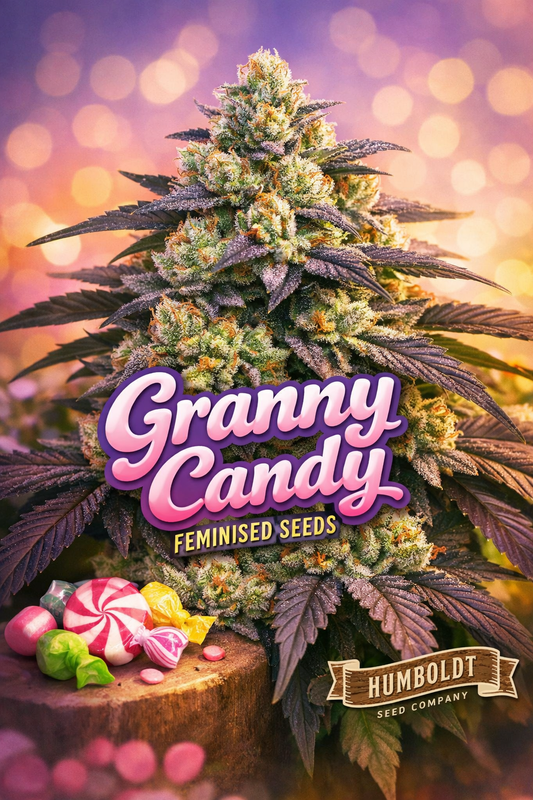 granny candy feminised seeds image — hyper-realistic green frosty cannabis plant with dense sugary buds, vibrant trichomes, colourful candy-themed background haze, strain name displayed clearly, humboldt seed co logo included, professional promotional artwork for laughing leaf seeds uk