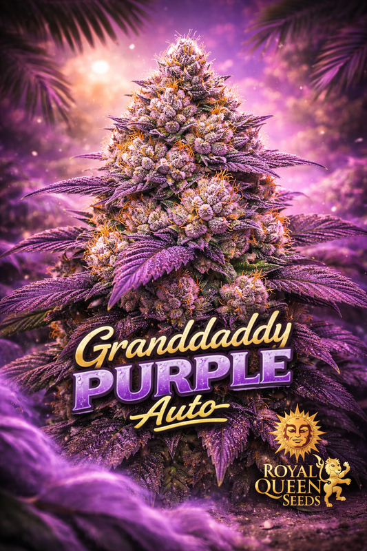 Hyper-realistic promotional artwork of “Granddaddy Purple Auto Feminised Seeds – Royal Queen Seeds,” featuring a dense purple cannabis plant with frosty trichomes, orange pistils, layered purple leaves, a glowing purple haze background, bold gold-and-purple strain name text, and the Royal Queen Seeds lion logo. No grow equipment shown.