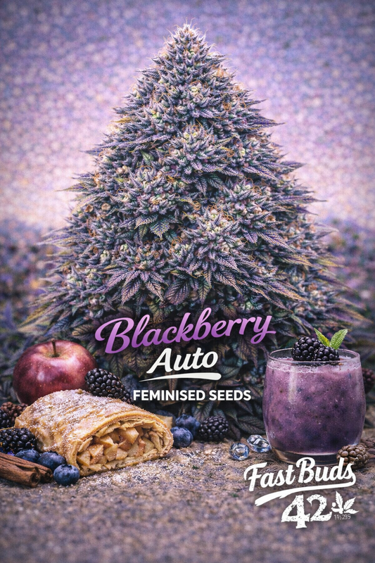 Hyper-realistic promotional artwork of Blackberry Auto cannabis plant with dense frosty purple buds and deep green leaves, set against a soft purple gradient background. Fresh blackberries, blueberries, an apple, and a purple berry smoothie appear at the bottom beside a pastry slice. Bold purple and white strain name text and Fast Buds branding are clearly displayed.
