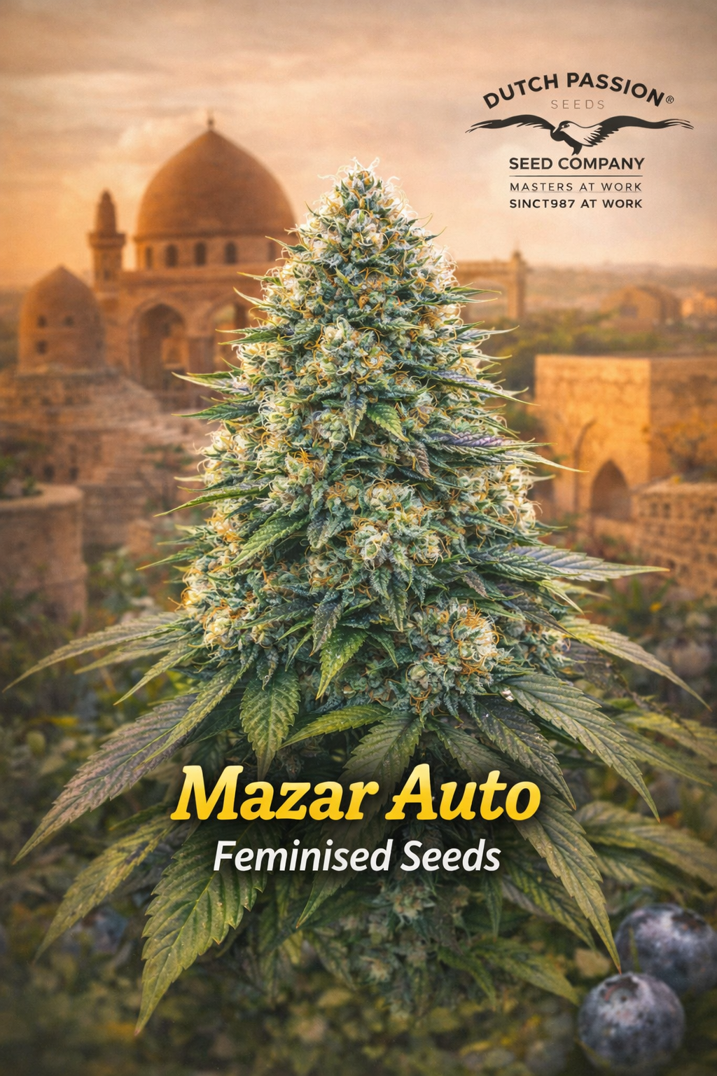 Mazar Auto Feminised cannabis plant promotional artwork with dense frosty buds, Middle Eastern lantern-style golden background, Dutch Passion logo, and bold strain name displayed at the bottom