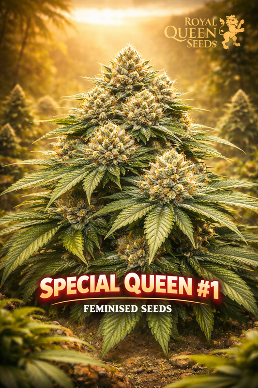special queen #1 feminised cannabis plant with dense frosty buds, bright orange pistils, wide green fan leaves and a warm golden outdoor background featuring the royal queen seeds logo