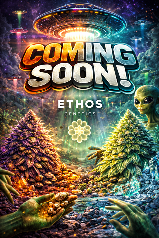 Lemon Cherry Gelato RF3 Auto Feminised Seeds – Ethos Genetics – Ethos Genetics cannabis seeds (coming soon)