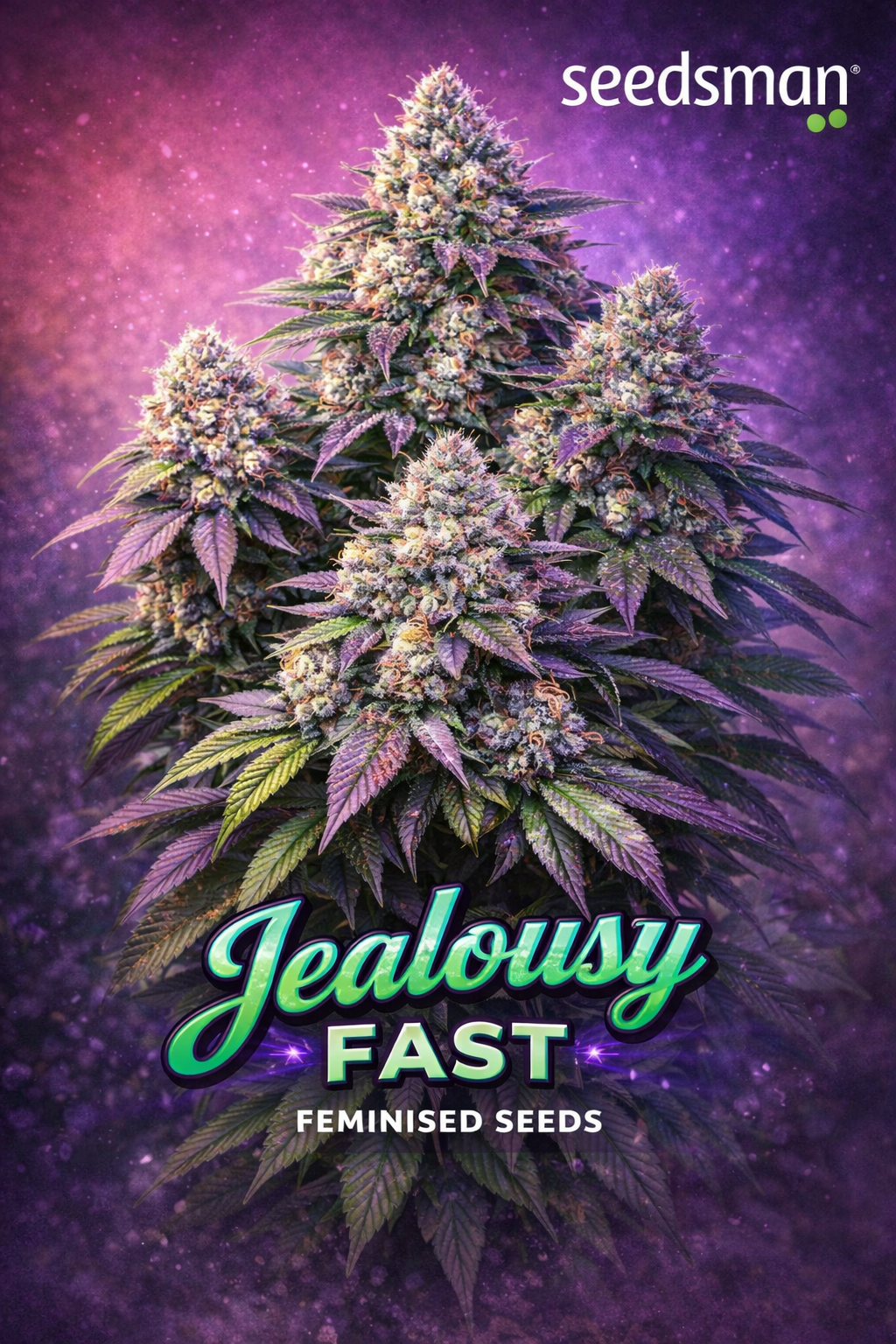 A hyper-realistic promotional artwork of “Jealousy Fast Feminised Seeds” by Seedsman, showing a unique multi-cola cannabis plant with dense frosty buds and purple-green leaves, set against a vivid purple gradient background with subtle sparkled haze, the Seedsman logo in the top corner, and the bold strain name displayed prominently at the bottom.