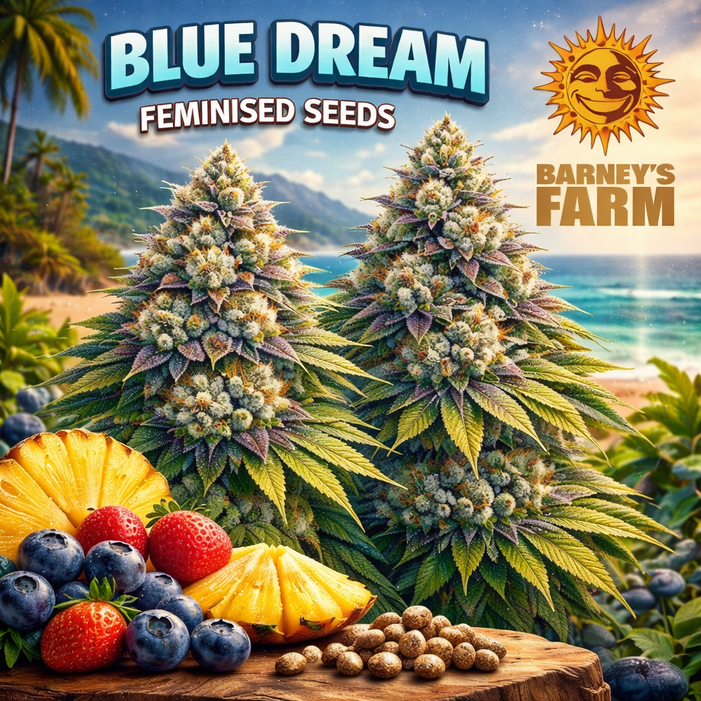Blue Dream Feminised Seeds by Barney’s Farm — high-detail artwork showing two frosty blue-purple cannabis plants with a coastal beach backdrop, fresh blueberries, strawberries and pineapple, branded promotional image for UK seed collectors.