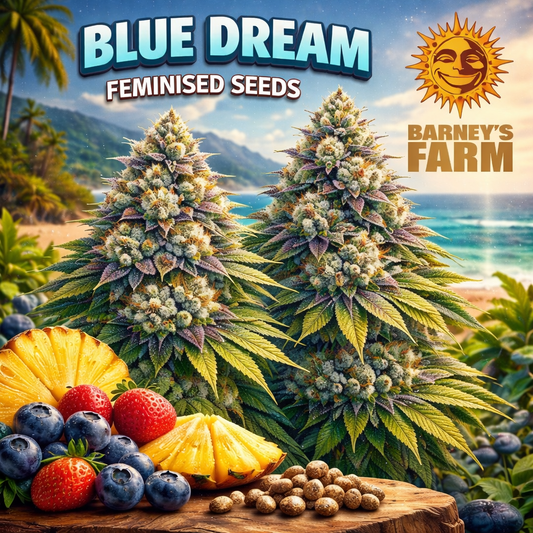 Blue Dream Feminised Seeds by Barney’s Farm — high-detail artwork showing two frosty blue-purple cannabis plants with a coastal beach backdrop, fresh blueberries, strawberries and pineapple, branded promotional image for UK seed collectors.