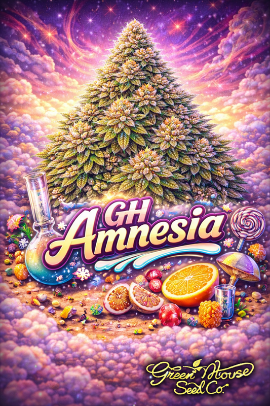 Hyper-realistic promotional artwork for GH Amnesia Feminised Seeds by Greenhouse Seed Co., featuring a large frosty cannabis plant with dense green-and-gold buds set against a vivid cosmic sunset sky, with citrus slices and colourful candy elements in the foreground, bold strain text, and the Greenhouse Seed Co. logo.