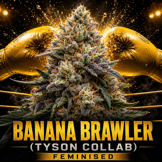 A large, frosty cannabis bud centered between two gold boxing gloves on a dark background with gold sparks. Bold text at the bottom reads 'BANANA BRAWLER (TYSON COLLAB) FEMINISED'.