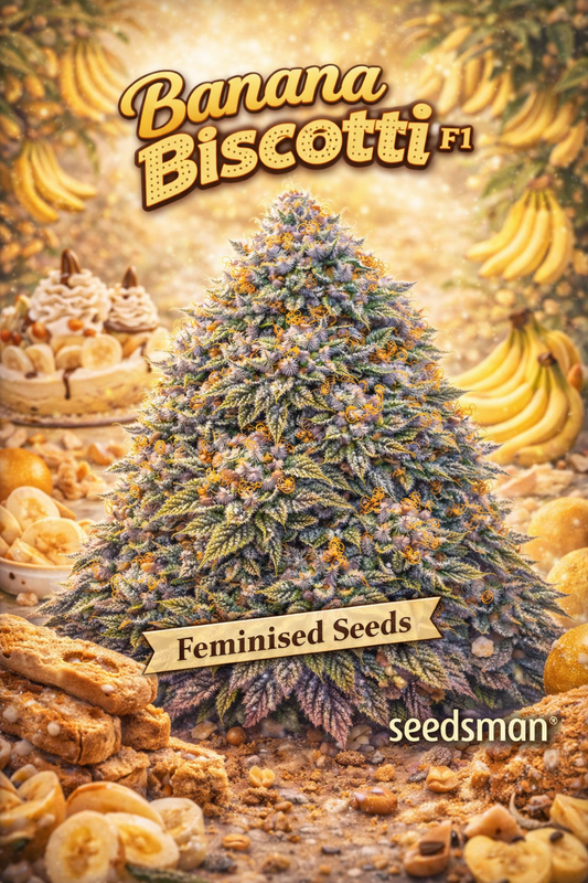 Hyper-realistic promotional artwork of “Banana Biscotti F1 Feminised Seeds – Seedsman,” featuring a dense frosty cannabis plant surrounded by dessert-themed props including banana slices, biscotti biscuits, banana cream desserts, and warm golden lighting. The plant shows thick trichomes, orange pistils, and layered green-purple leaves. Bold “Banana Biscotti F1” text, a “Feminised Seeds” banner, and the Seedsman logo are included. No grow equipment shown.
