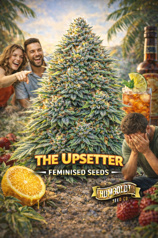 The Upsetter Feminised Seeds by Humboldt Seed Co – hyper-realistic frosty cannabis plant with dense trichome-covered buds in a sunny tropical setting; a laughing couple on the left pointing playfully, while a man on the right sits with his face in his hands looking upset; citrus fruit and iced rum cocktail props frame the scene; bold THE UPSETTER text with the Humboldt Seed Co logo underneath