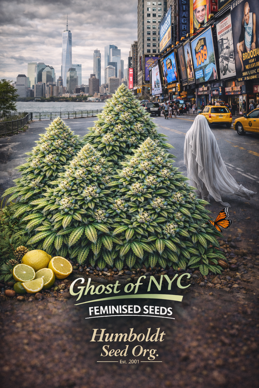 A realistic Ghost of NYC cannabis plant cluster in Times Square with a translucent ghost figure walking between NYC taxis, with the strain name and Humboldt Seed Org. logo visible.