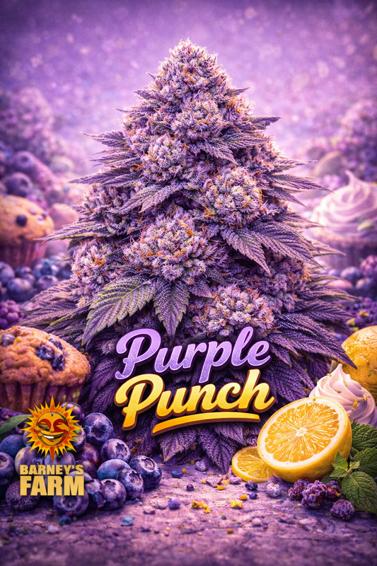 High-definition promotional artwork of a Purple Punch cannabis plant with dense, frosty, deep-purple buds and vivid orange pistils. The plant has a full, rounded silhouette with layered purple leaves and heavy trichome coverage. The background features a soft purple gradient with dessert-themed cues like blueberries, purple muffins, grapes, and whipped cream swirls. “Purple Punch” is displayed clearly at the bottom in bold purple and gold lettering, with the Barney’s Farm sun logo placed subtly in the corne