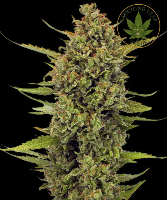 Acapulco Gold Feminised Seeds - Barney's Farm – Collectible Botanical Beans