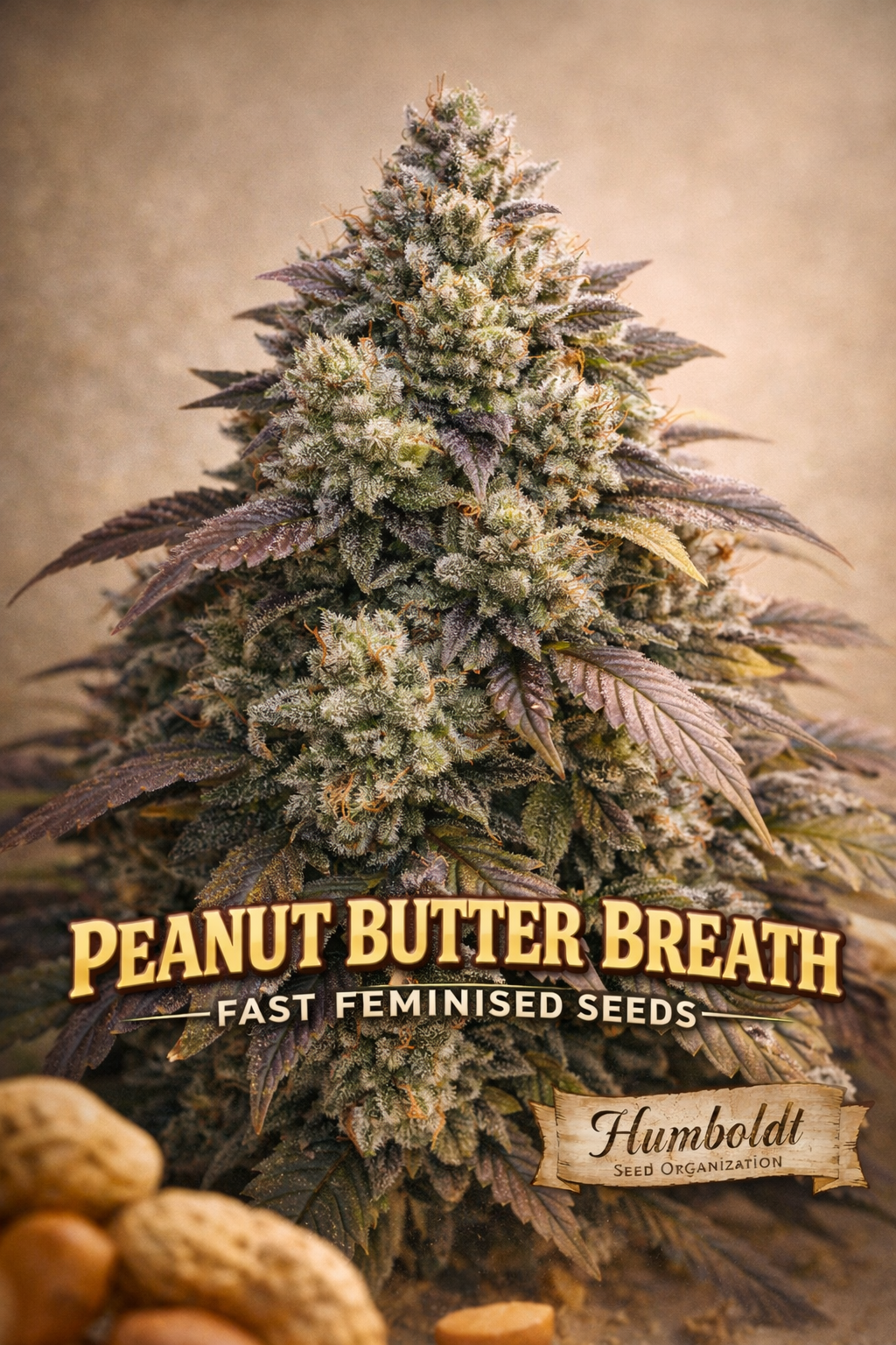 Hyper-realistic Peanut Butter Breath FAST cannabis plant artwork with frosty dense buds, purple-green leaves, soft beige background, subtle peanut props, strain name ‘Peanut Butter Breath FAST Feminised Seeds’ and Humboldt Seed Organization logo at bottom.