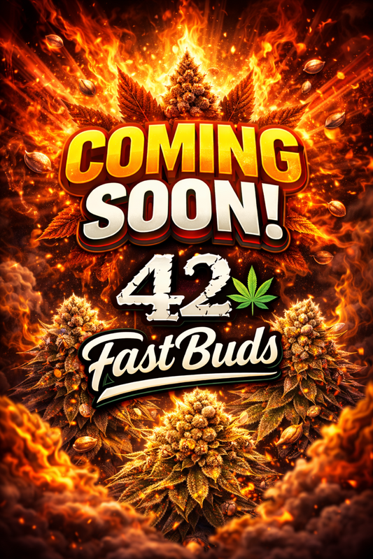 Zkittlez Auto Feminised Seeds – Fast Buds – Coming Soon Placeholder Image