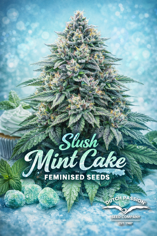 Hyper-realistic promotional artwork of Slush Mint Cake cannabis plant with dense frosty buds in green, purple, and icy tones, surrounded by mint leaves, sugared mint candies, and a frosted cupcake, set against a cool blue background. Bold strain name text and Dutch Passion logo displayed at the bottom.