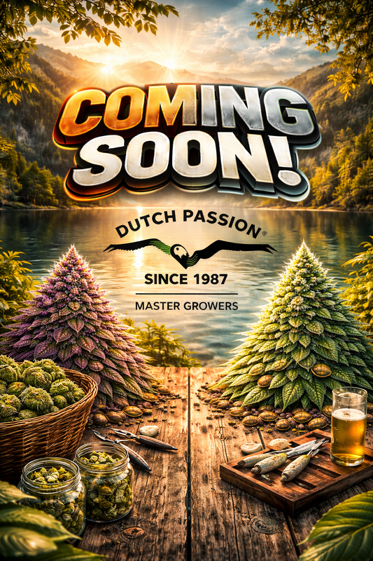 Candy Bubatz XL Feminised Seeds – Dutch Passion – Dutch Passion cannabis seeds (coming soon)