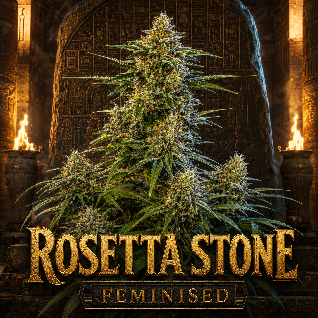 A large feminized cannabis plant with dense green buds sits in front of an ancient stone sarcophagus with glowing braziers. The text 'ROSETTA STONE' and 'FEMINISED' appears prominently at the bottom in a gold textured font.