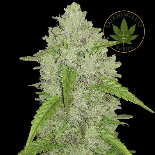 Amnesia Haze Auto Feminised - Barney's Farm - Collectible Botanical Beans