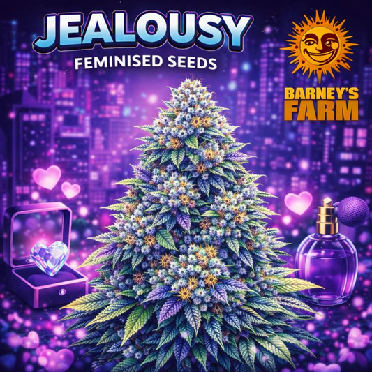 Jealousy Feminised Seeds by Barney’s Farm — high-detail cannabis plant artwork with dense frosty buds and multicoloured tones, set against a stylised background with branded elements, created for UK seed collectors.