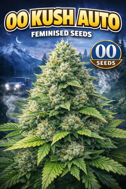 Advertising image for 00 Kush Auto Feminised Seeds by 00 Seeds, showing a dense, resin-coated cannabis plant with deep green foliage and orange pistils, set against a warm, atmospheric background with the 00 Seeds branding.