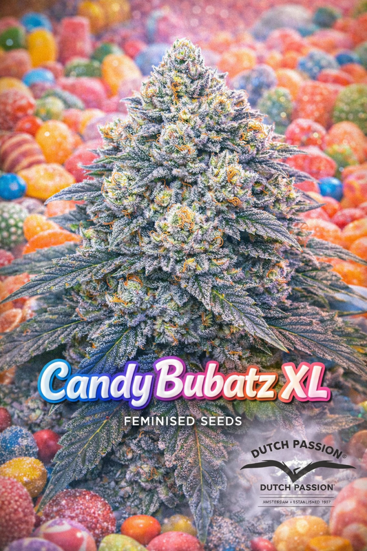 Candy Bubatz XL cannabis plant artwork with dense, frosty buds in green, purple, and orange tones, set against a colourful background filled with assorted gummy sweets. Large multicoloured “Candy Bubatz XL Feminised Seeds” text appears at the bottom, with the Dutch Passion logo positioned on the lower right.