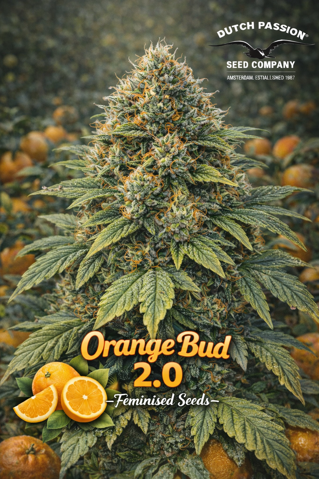 High-detail promotional photograph of Orange Bud 2.0 by Dutch Passion, showing a realistic, resin-covered cannabis plant with vivid orange pistils and natural green foliage, set among fresh oranges with the Dutch Passion logo above. No cultivation imagery shown.