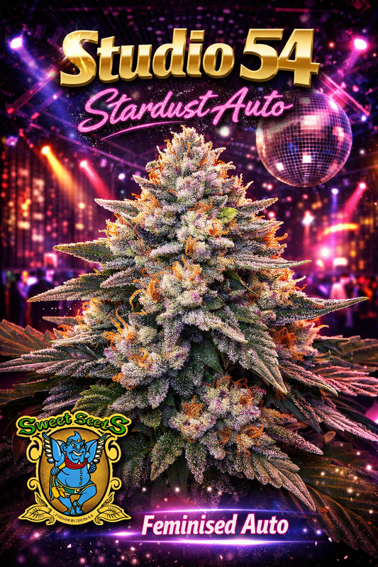 Hyper-realistic Studio 54 Stardust Auto Feminised cannabis plant with dense, sparkling resin-covered buds and a full bushy structure, set against a disco-themed nightclub backdrop, featuring “Studio 54 Stardust Auto” strain branding and Sweet Seeds logo.