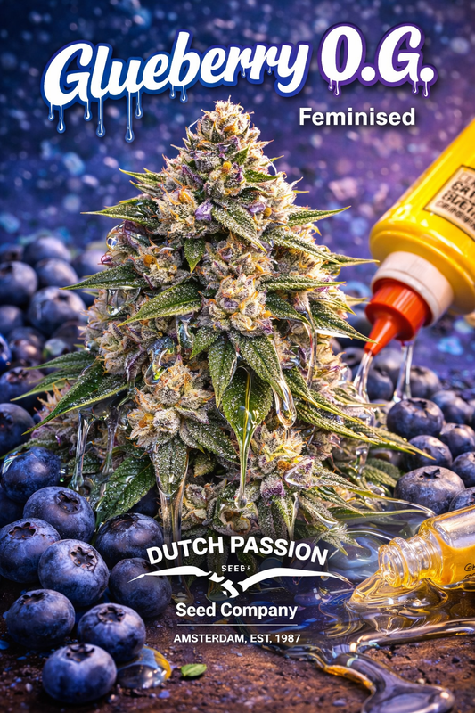 Super-realistic Glueberry O.G. Feminised cannabis plant with heavy resin-coated buds surrounded by blueberries, dripping glue imagery, and “Glueberry O.G. – Feminised – Dutch Passion” branding in a bold berry-themed layout.