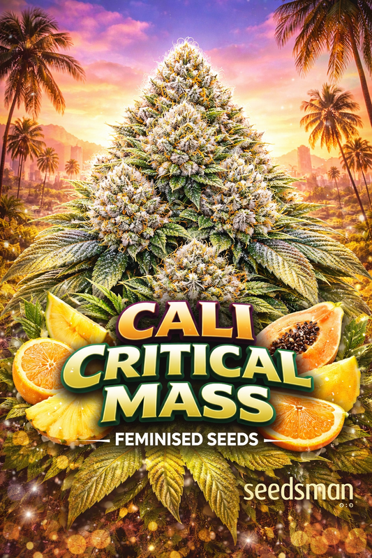 Hyper-realistic promotional image of a massive frosty Cali Critical Mass cannabis bud with dense trichomes and orange pistils, set against a colourful California sunset with palm trees. Tropical fruit slices (pineapple, orange, papaya) surround the bold “Cali Critical Mass Feminised Seeds” text, with the Seedsman logo at the bottom.