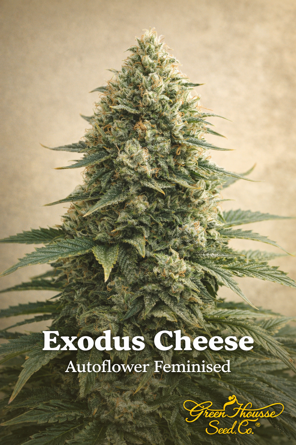 Exodus Cheese autoflower feminised cannabis seeds by Greenhouse Seed Co. for UK collectors